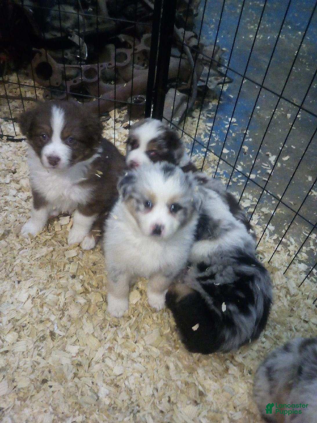 Miniature Australian Shepherd dogs rodeo - Ad 7