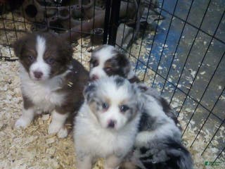 Miniature Australian Shepherd dogs rodeo - Ad 7