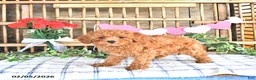 Cavapoo dogs for sale: Adora - Ad 2