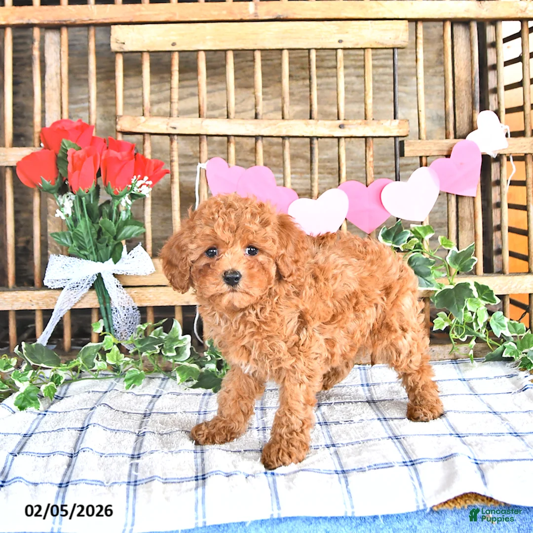 Cavapoo dogs for sale: Adora - Ad 2