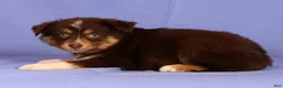Miniature Australian Shepherd dogs for sale: Jolene - Ad 5