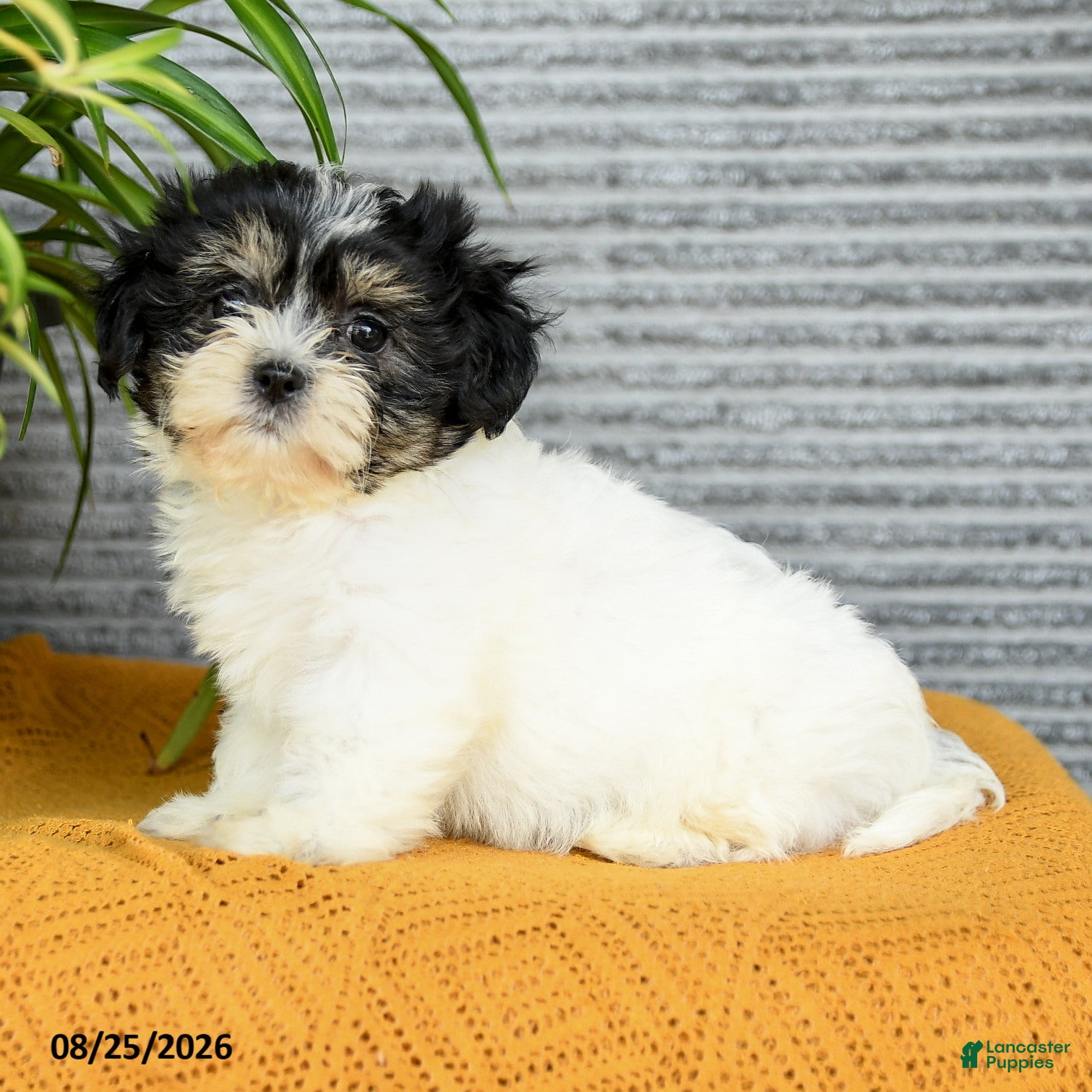 Teddy Bear dogs Jade - Ad 2