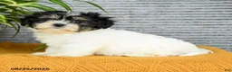 Teddy Bear dogs for sale: Jade - Ad 2