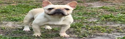 French Bulldog dogs for sale: Gelato  - Ad 3