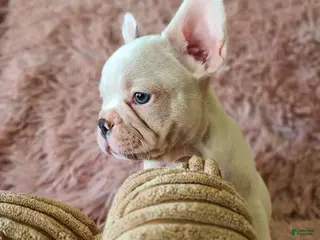 French Bulldog dogs French Bulldog Puppy 1 - Ad 5