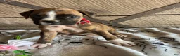 Boxer dogs for sale: Ranger - Ad 3