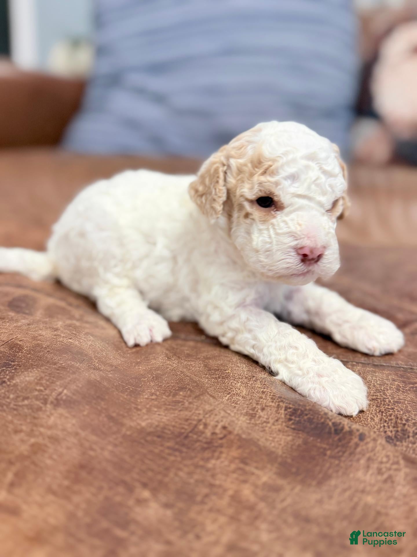 Lagotto Romagnolo (Lagotto Romagnolo, Female) in Muscle Shoals, AL