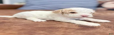 Yellow collar Female