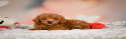 Toy Poodle dogs for sale: Alice - Ad 6