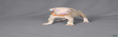 Imperius