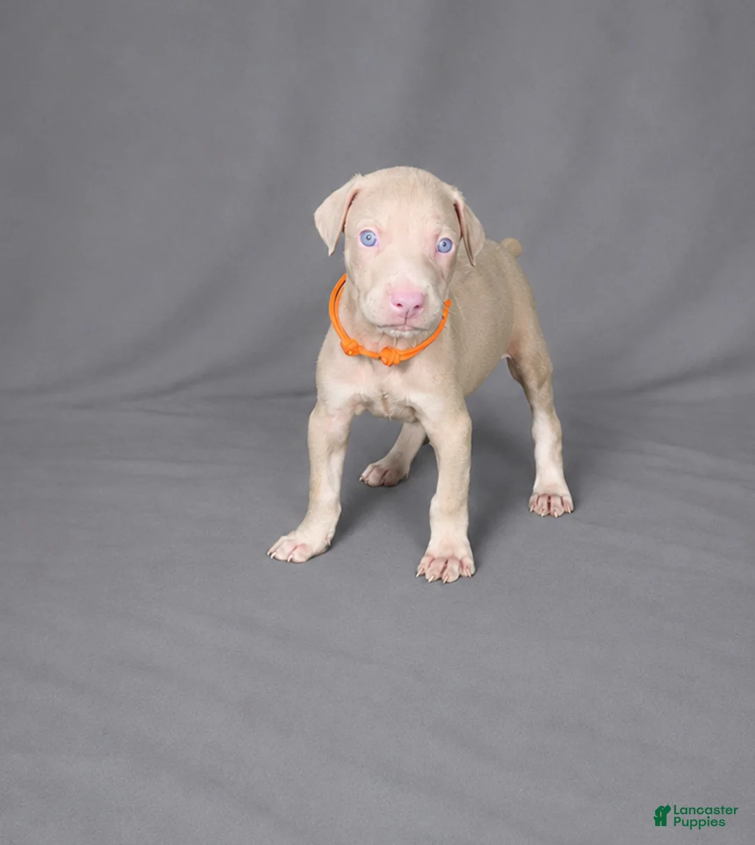 Doberman Pinscher dogs for sale: Imperius - Ad 1