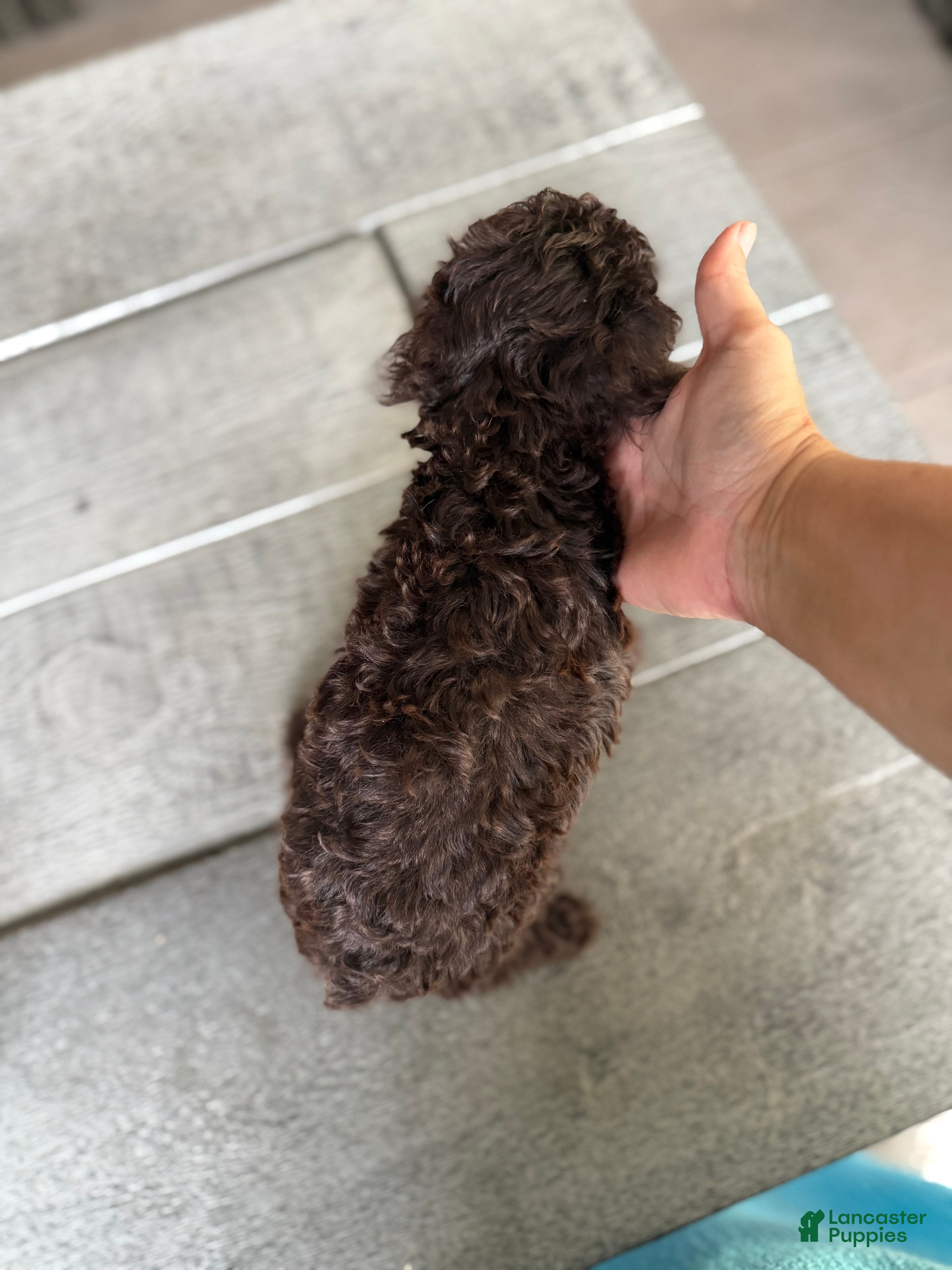 Miniature Poodle dogs Saturn - Ad 2