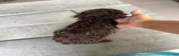 Miniature Poodle dogs for sale: Saturn - Ad 2