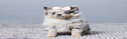Pomeranian dogs for sale: Sherry - Ad 1