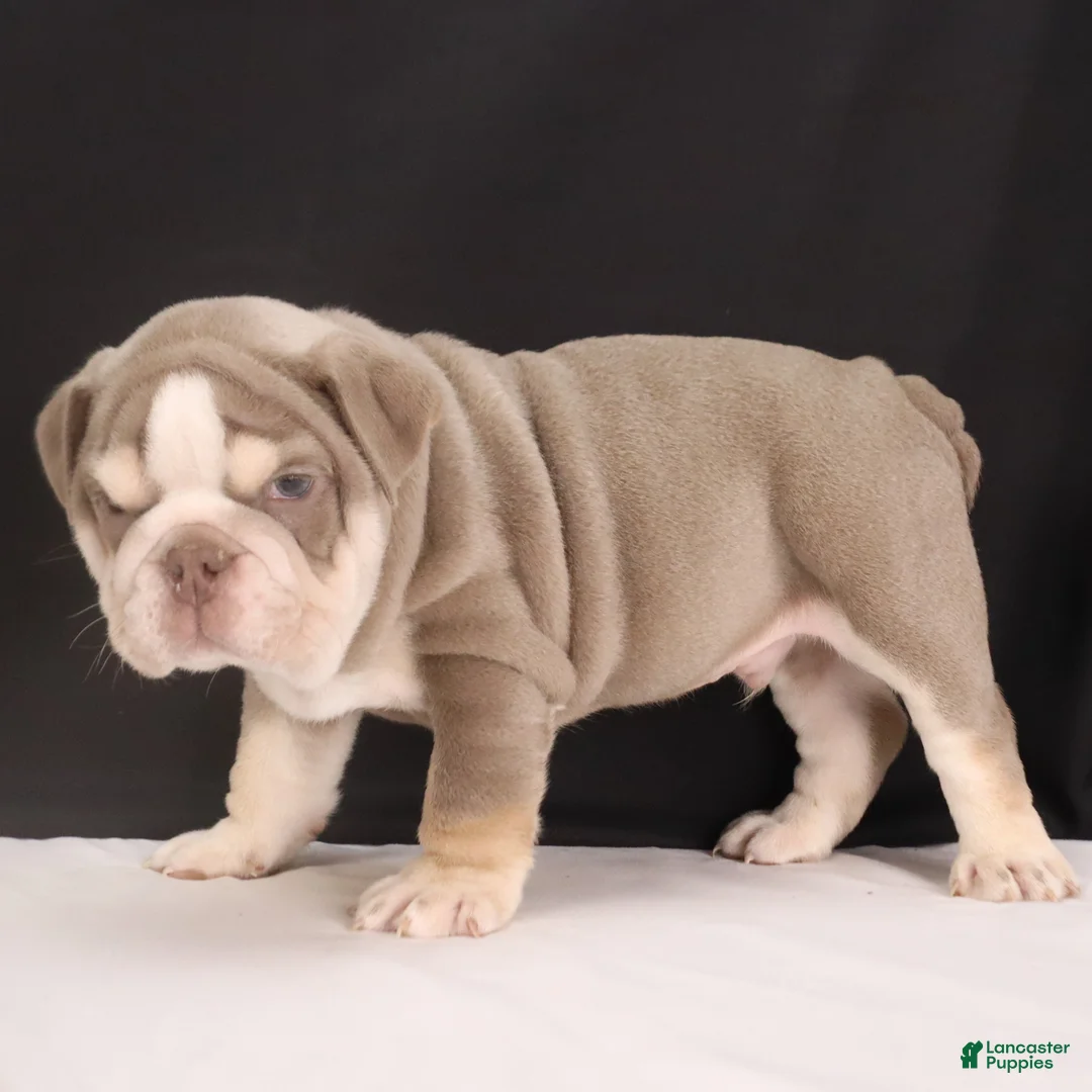 English Bulldog dogs for sale:  Titus - Ad 13