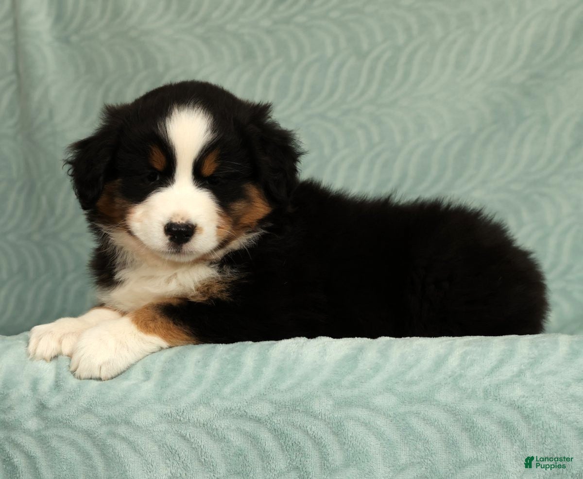 Australian Shepherd dogs for sale: June - Ad 4