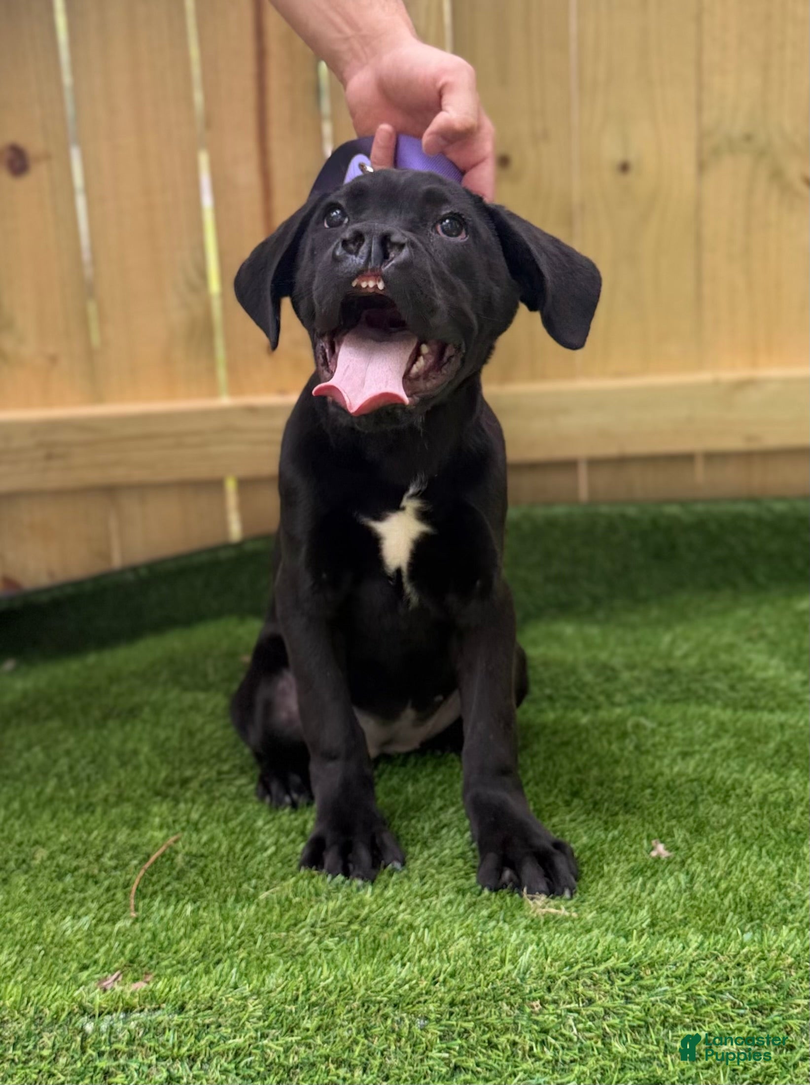 Cane Corso dogs BONNIE - Ad 1