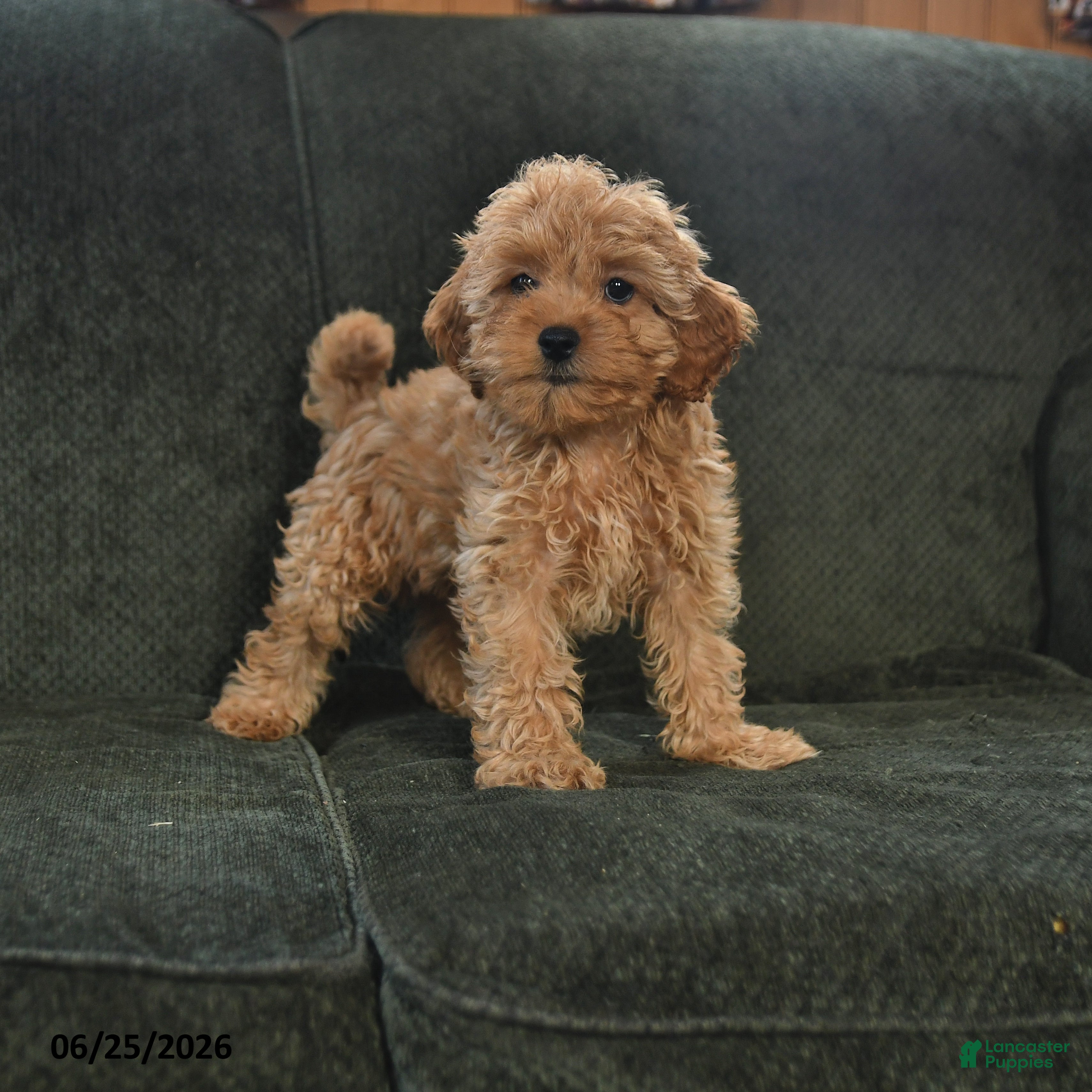 Cockapoo dogs Hickory - Ad 2