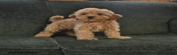 Cockapoo dogs for sale: Hickory - Ad 2