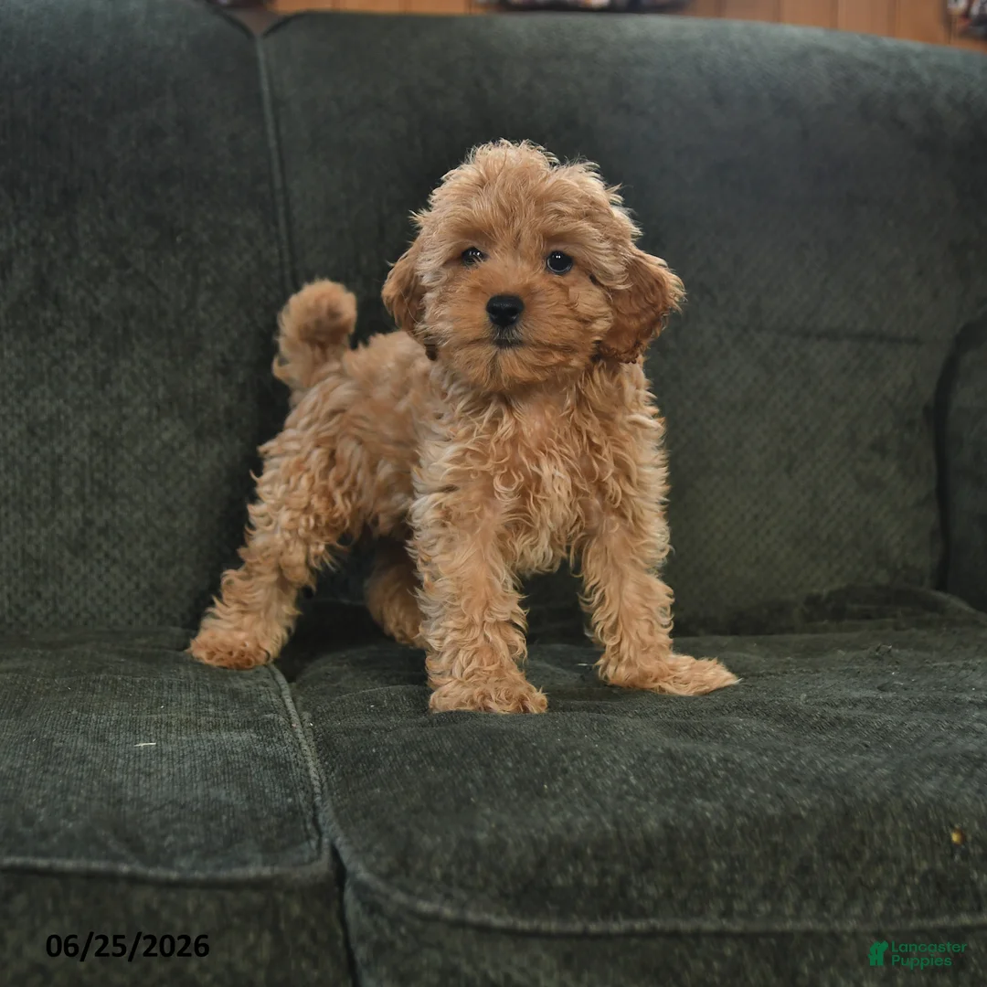 Cockapoo dogs for sale: Hickory - Ad 2