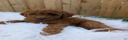 Irish Doodle dogs for sale: Mini Irish Doodle  - Ad 5
