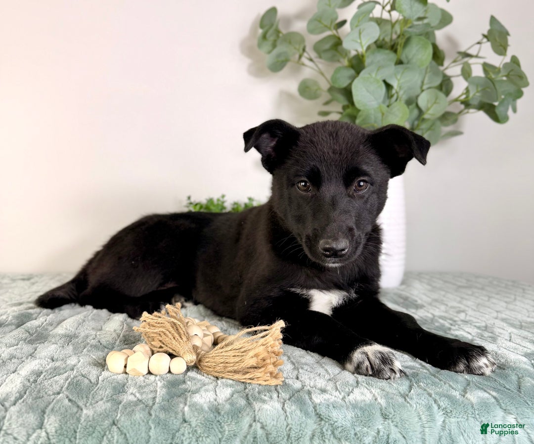 Mixed Breed dogs for sale: Lucy - Ad 2