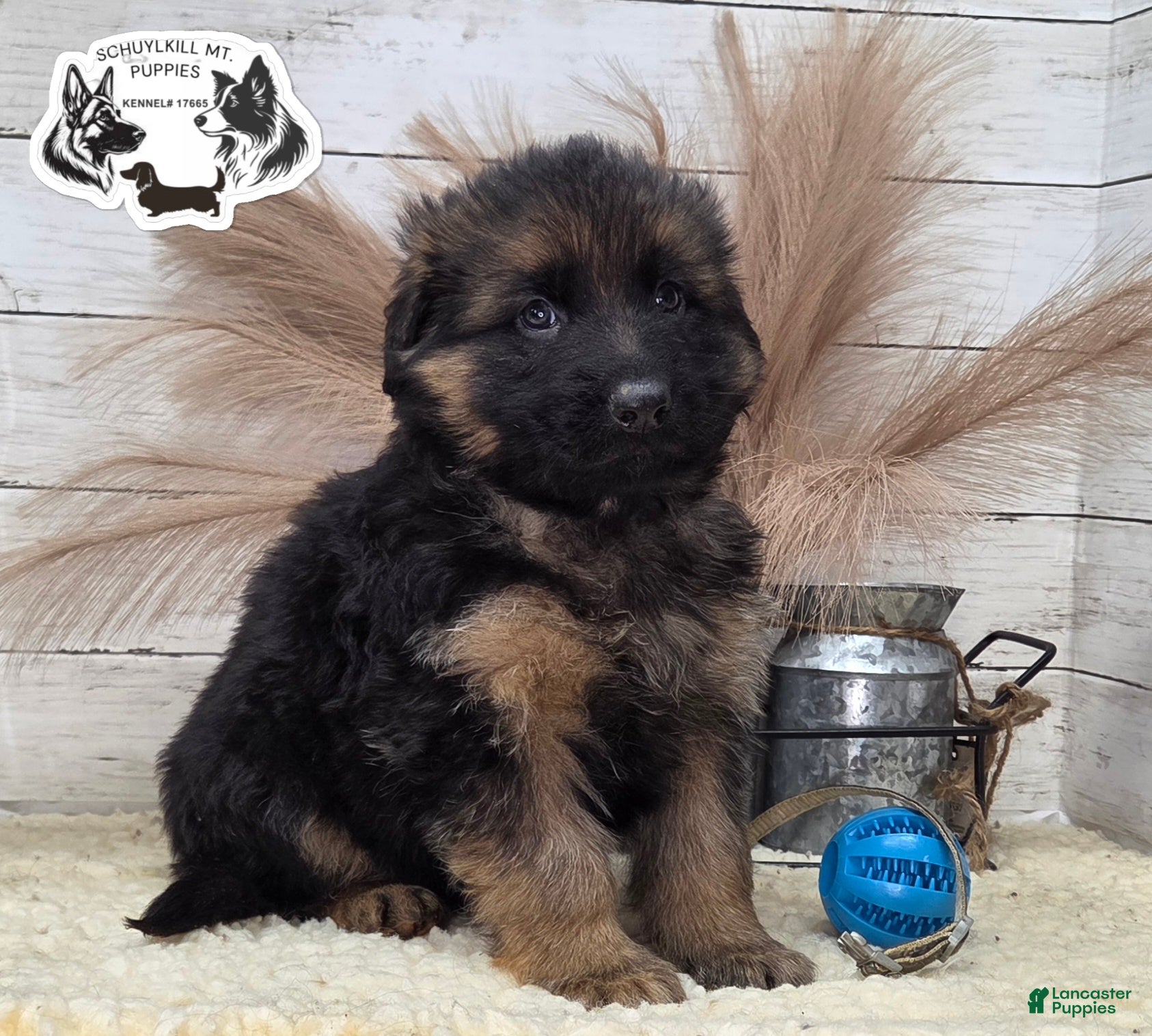 German Shepherd dogs Tracker  - Ad 27