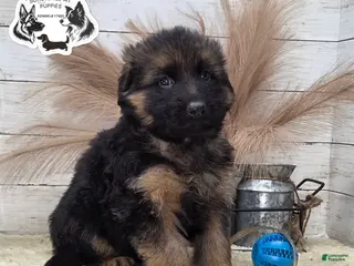 German Shepherd dogs Tracker - Ad 27