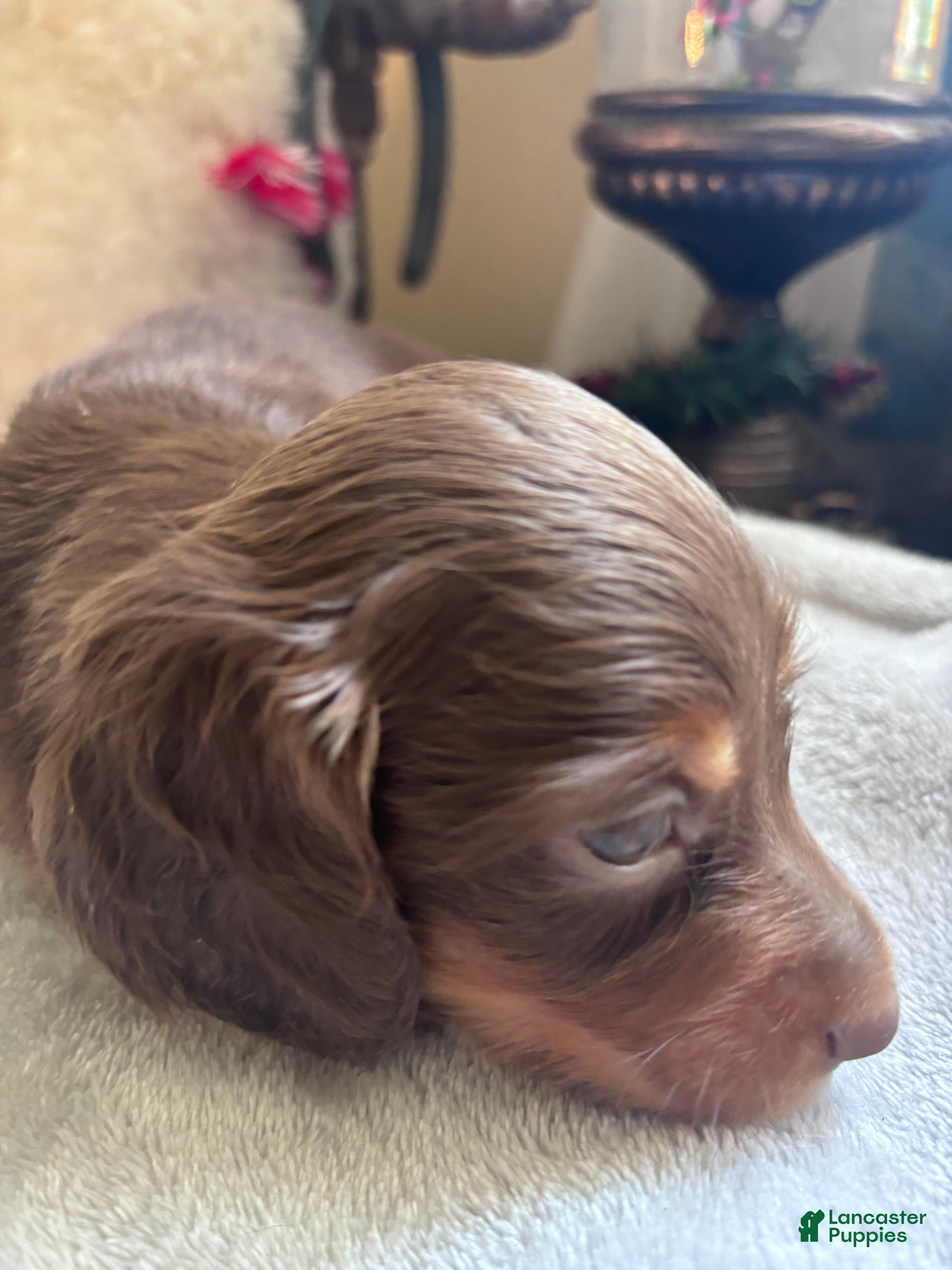 Dachshund dogs Gari-Long Hair - Ad 1