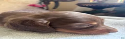 Dachshund dogs for sale: Gari-Long Hair - Ad 1