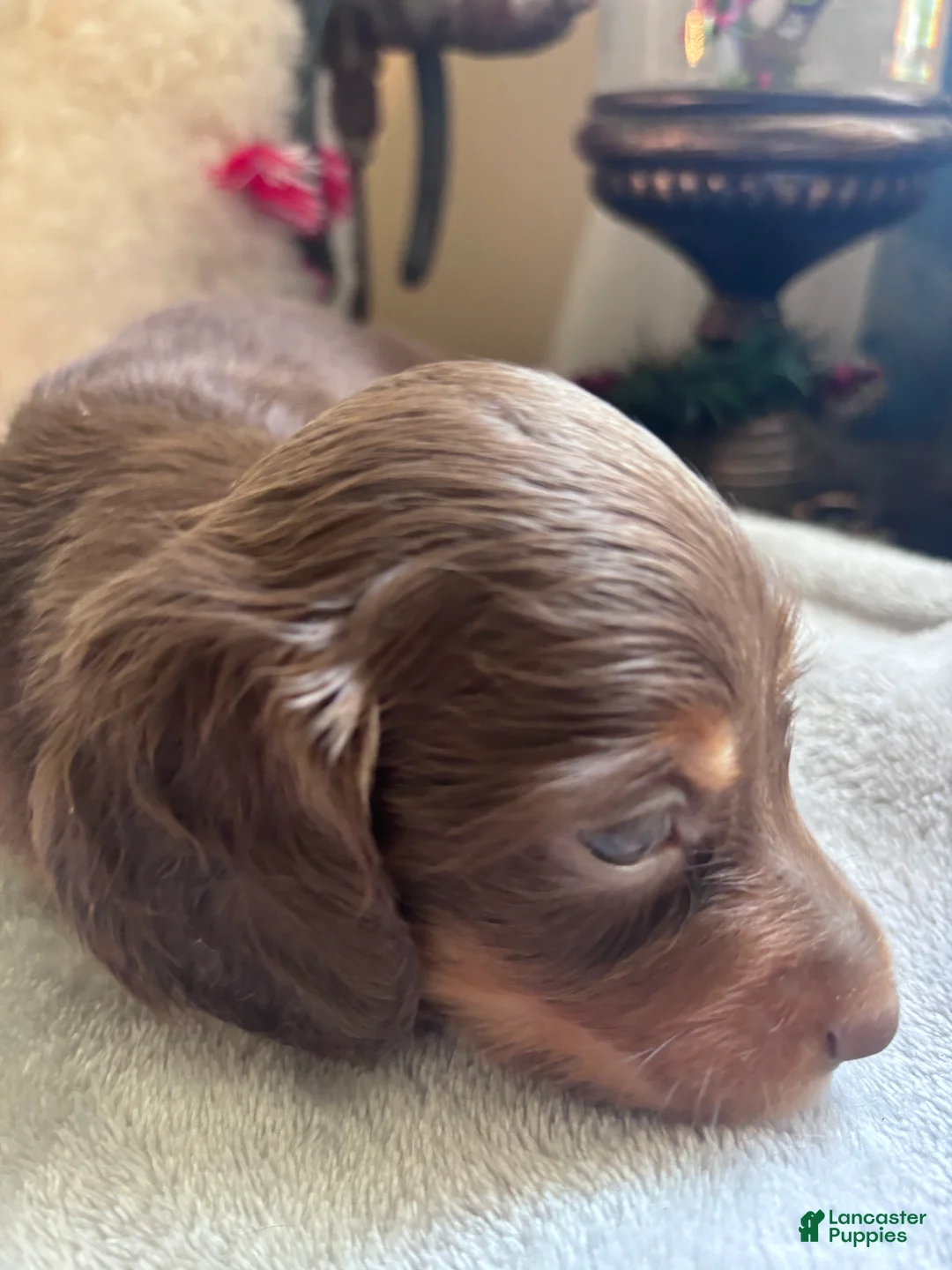 Dachshund dogs for sale: Gari-Long Hair - Ad 1