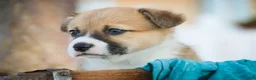Welsh Corgi Pembroke dogs for sale: Ripley - Ad 3