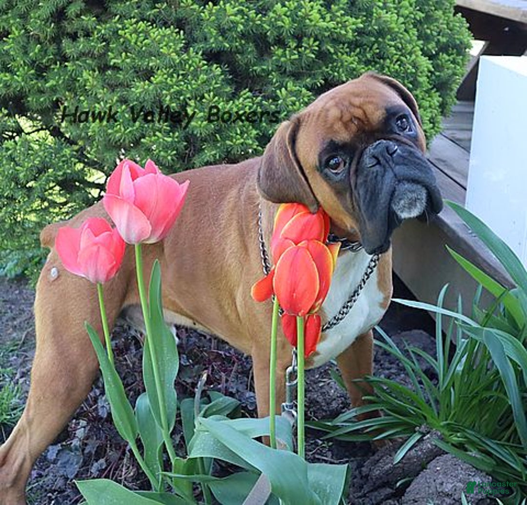 Boxer dogs for sale: Cooper - Ad 1