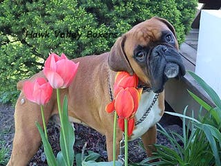 Boxer dogs Cooper - Ad 31