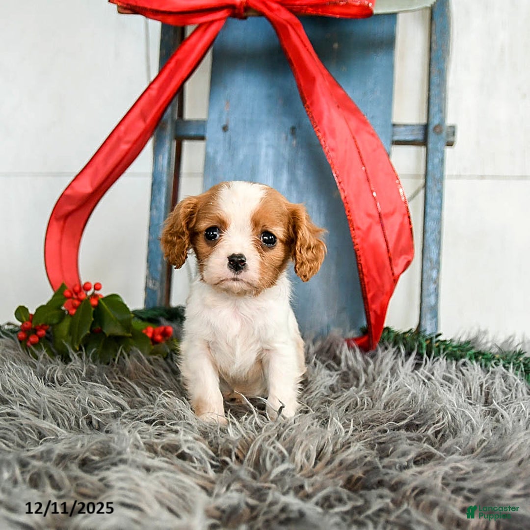 Cavalier King Charles Spaniel dogs for sale: Jubilee - Ad 3