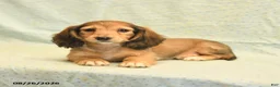 Dachshund dogs for sale: Lucy - Ad 4