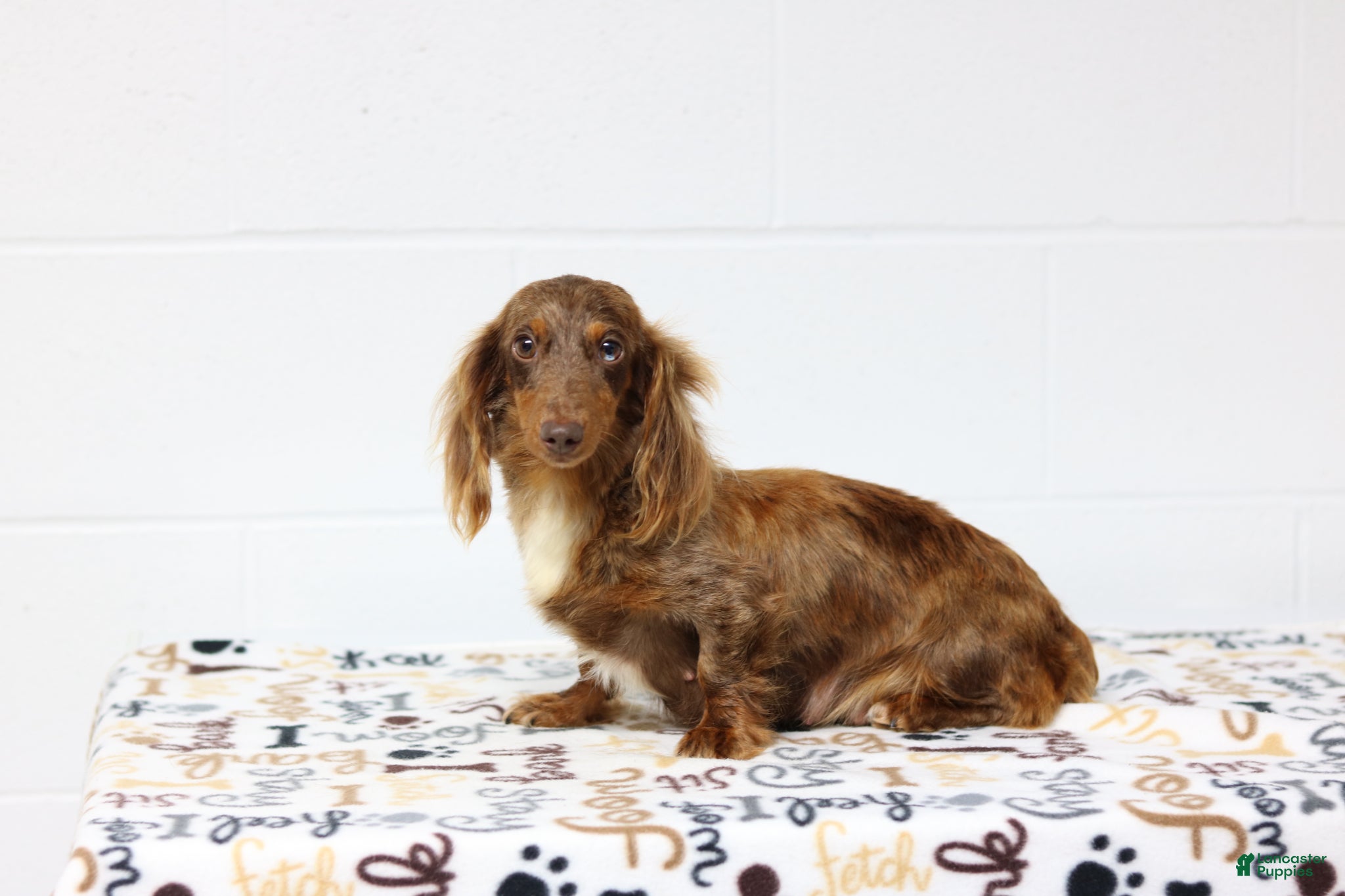 Miniature Dachshund dogs Macy - Ad 1