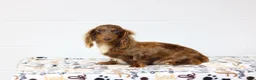 Miniature Dachshund dogs for sale: Macy - Ad 1