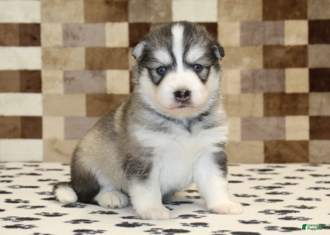 Pomsky dogs for sale: Wrigley - Ad 1