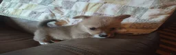 Welsh Corgi Pembroke dogs for sale: Black collar  - Ad 6