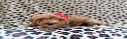 Cavapoo dogs for sale: Mercedes  - Ad 6