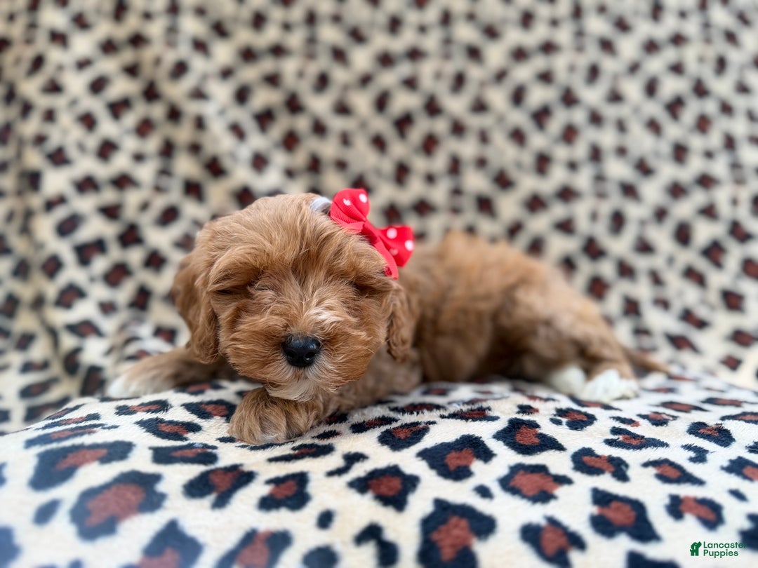 Cavapoo dogs for sale: Mercedes  - Ad 6