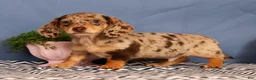 Miniature Dachshund dogs for sale: Jakey - Ad 8