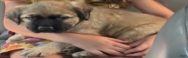 Mixed Breed 1