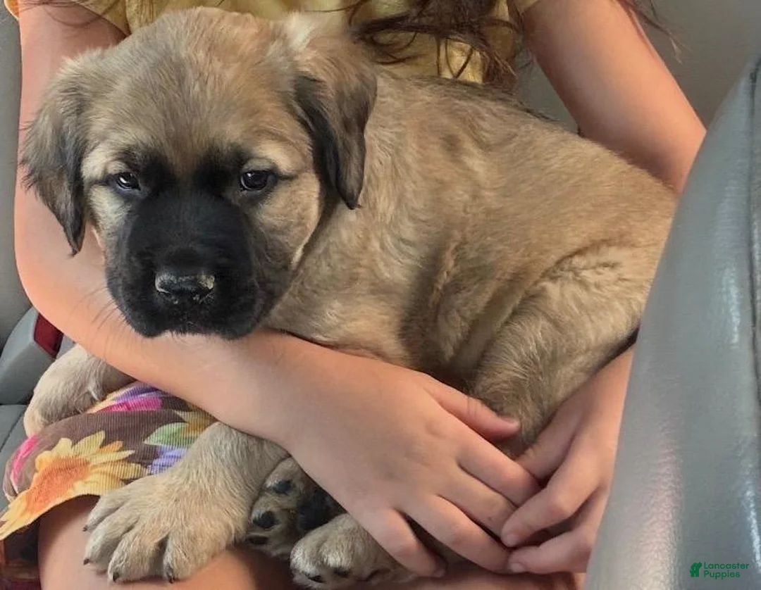 Mixed Breed dogs for sale: Mixed Breed 1 - Ad 1