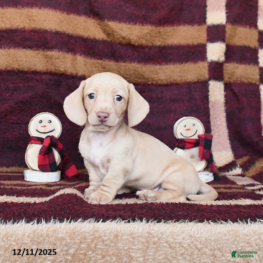 Dachshund dogs for sale: Coconut - Ad 1