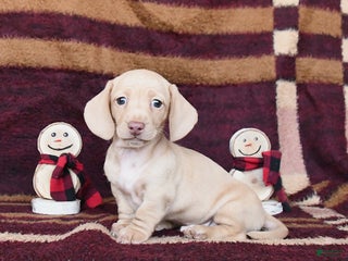 Dachshund dogs Coconut - Ad 8