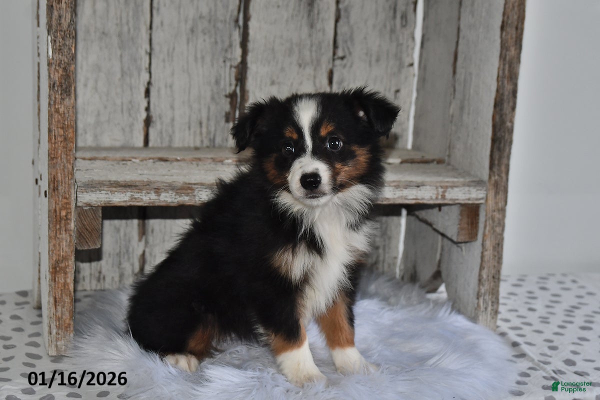 Australian Shepherd dogs Luna  - Ad 2