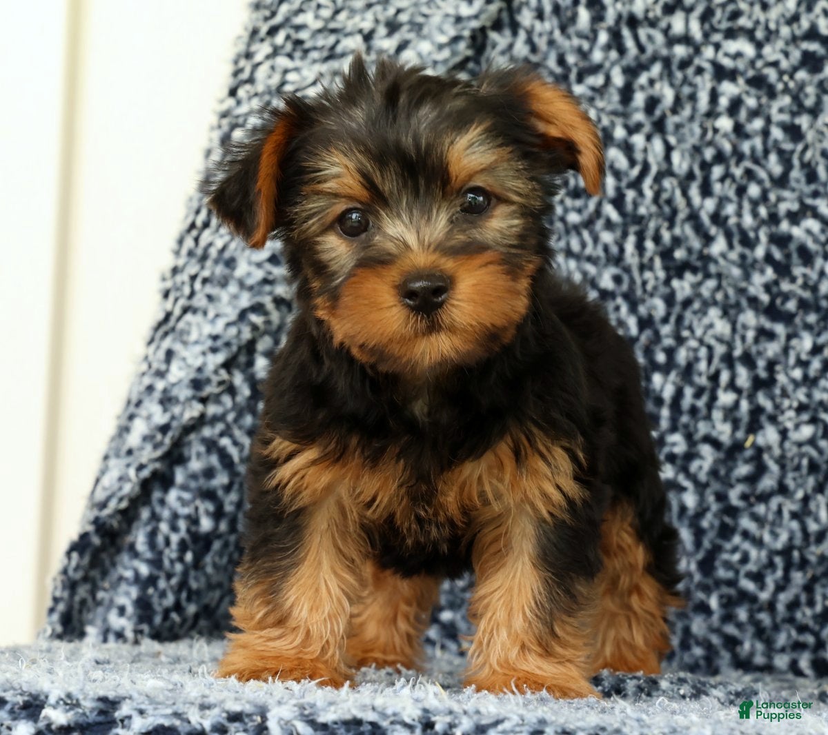 Yorkshire Terrier dogs Zane - Ad 1