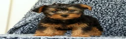 Yorkshire Terrier dogs for sale: Zane - Ad 1